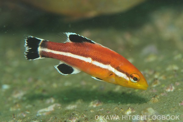 コブダイ 幼魚 としろぐ